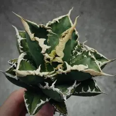 2025年最新】チタノータ アガベの人気アイテム - メルカリ