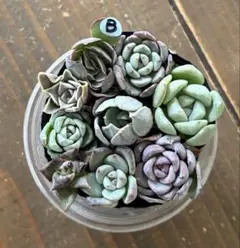 2026年最新】おらいさん苗 ミックスベリアの人気アイテム - メルカリ