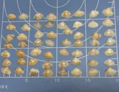 貝殻セット 約50個 ハンドメイド素材　No.89