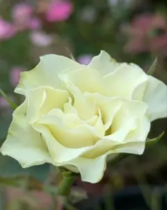 2026年最新】薔薇はつぼみのまま の人気アイテム - メルカリ