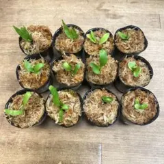 Yellow Moon dwarf Totoroなどビカクシダ胞子培養株35種 - メルカリ