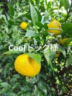 ４ 黄柚子 本柚子 4kg