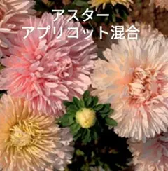 アスター アポロニア 種子 30粒