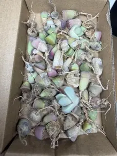 多肉植物　リトープス カラフル箱 上等苗　お得　60苗左右あり