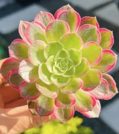 多肉植物アエオニウム錦❤カルミン*エメラルド錦❤️ 62 #多肉植物アエオニウム錦❤️マダラシカ ❤️1大頭14cm拔き苗
