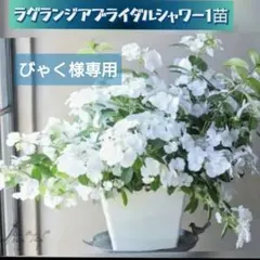 びゃく様専用【紫陽花】ラグランジア『ブライダルシャワー』１苗♪のサムネイル