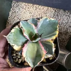 2026年最新】アガベ ブラックダイヤモンドの人気アイテム - メルカリ