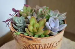 多肉植物 カット苗詰め合わせ 寄せ植えセット