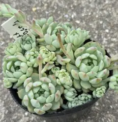 多肉植物（ベルさん苗）だるま姫秋麗×メキシコミニマ カット苗①