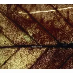 Pay money To my Pain / gene