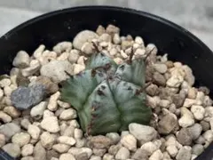 ☆激レア☆ スーパーホリダ×宇田ゼブラホリダ実生　ホリダ　オベサ 2025年最新】ゼブラホリダの人気アイテム - メルカリ