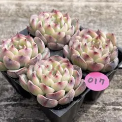 桃兎様 リクエスト 3点 まとめ商品