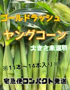 収穫日即日発送　朝採り新鮮ヤングコーン　季節限定　11〜14本 ベビーコーンのサムネイル