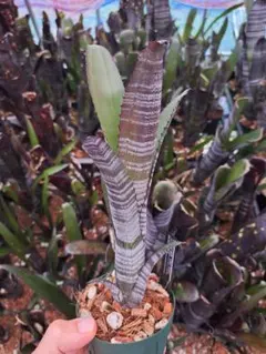 ビルベルギア オビワン 良株① 抜き苗 タンクブロメリア 観葉植物