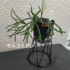 NaNaちゃん様 リクエスト 3点 まとめ商品