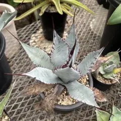 2026年最新】アガベ屈原の舞扇錦の人気アイテム - メルカリ