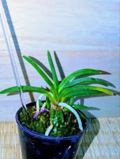 【お盆特別価格】富貴蘭　総ルビー根羆（ルビー根しか出ない木） お盆特別価格】富貴蘭 総ルビー根羆（ルビー根しか出ない木） - メルカリ
