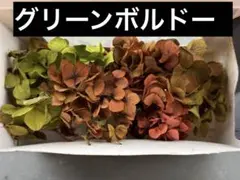 プリザーブドフラワー　アジサイ　グリーンボルドー　くすみカラー