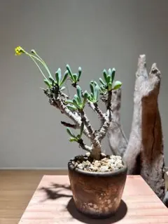 2025年最新】オトンナの人気アイテム - メルカリ