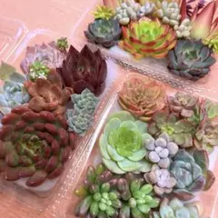 多肉植物⭐︎寄せ植え３パックセット②⭐︎本日１９時までの出品です⭐︎