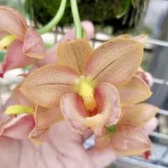 2026年最新】蘭タケノコの人気アイテム - メルカリ