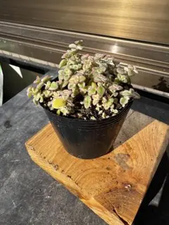 こず様 リクエスト 2点 まとめ商品