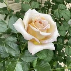 2025年最新】バラ挿し木苗の人気アイテム - メルカリ