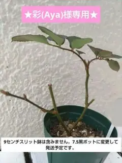 ★彩(Aya)様専用★薔薇　苗