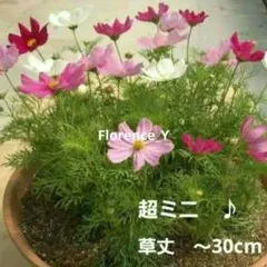 六3✿コスモス花の種 ✿超ミニサイズ❤️ミニコスモス♡鉢植えに秋桜✨20粒のサムネイル