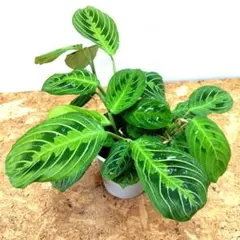 美株‼️マランタ レモンライム ‼️ボリューム満点◎‼️4号鉢発送のサムネイル