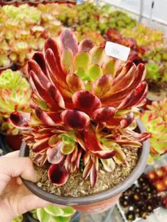 441 魅影 ゴースト 多肉 斑入り アエオニウム 発色良好 カット苗
