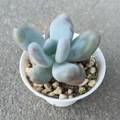 シンデレラ 大苗 抜き 多肉植物 - メルカリ