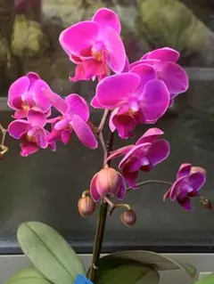 2026年最新】胡蝶蘭原種の人気アイテム - メルカリ