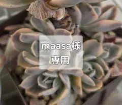 maasa様専用☆ご確認下さい　多肉植物　マカベアナ錦　カット苗　５苗