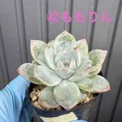 ジェードビューティー 多肉植物 プラグ苗(抜き苗)3苗 ランダム発送