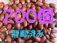 どんぐり　200個　マテバシイ