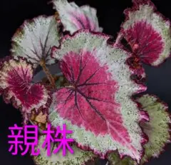 特価❣️Begonia ベゴニア クアドリアラータ ニンバエンシス❣️原種