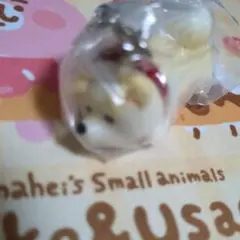 柴犬 ガチャガチャ