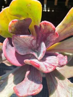 もじょ様 リクエスト 2点 まとめ商品