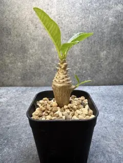 ウィンゾリー　実生　5年 パキポディウム ウィンゾリー 実生5年 【公式通販】