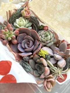 YOU様専用多肉植物カット苗　詰め合わせ②③④⑥⑦⑧