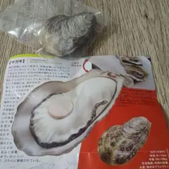 【日本のいきもの】マガキ♡フィギュア