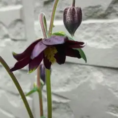 [♥花の種♡宿根草♡レア♡珍しい♡オダマキ種増量50粒以上♡ブラック一重です♪]のサムネイル