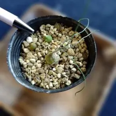 〘れい専用〙オーニソガラム２種