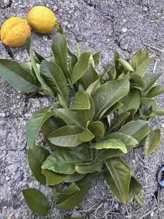 レモンの葉　（枝付き）6０枚以上