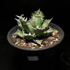 2025年最新】赤猫 アガベの人気アイテム - メルカリ