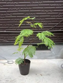 エバーフレッシュ 観葉植物 鉢植えのサムネイル