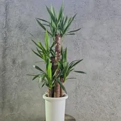 越冬済み まとめ買いOK エレファンティペス　メキシコ　ユッカ　サボテン ユッカ エレファンティペス斑入り | mana's farm:塊根植物・アガベ