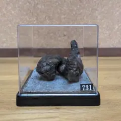 アンモナイト化石(731)