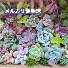 多肉植物　カット苗　詰め合わせ　カラフル　寄せ植え　⑤